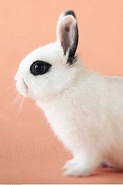 《夜行侦探：幽灵敌人》开场动画公布 游戏6月30日发售